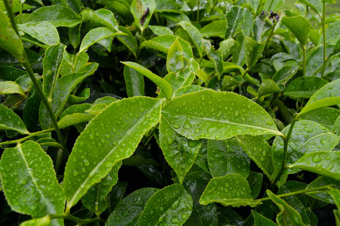 Supporting Glowing Skin with Green Tea